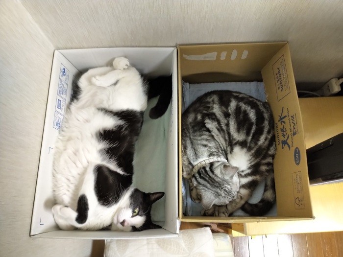 エアコンの下でくつろぐハヤテ君(左)と同居のヒメちゃん(ハヤテのパパ提供)