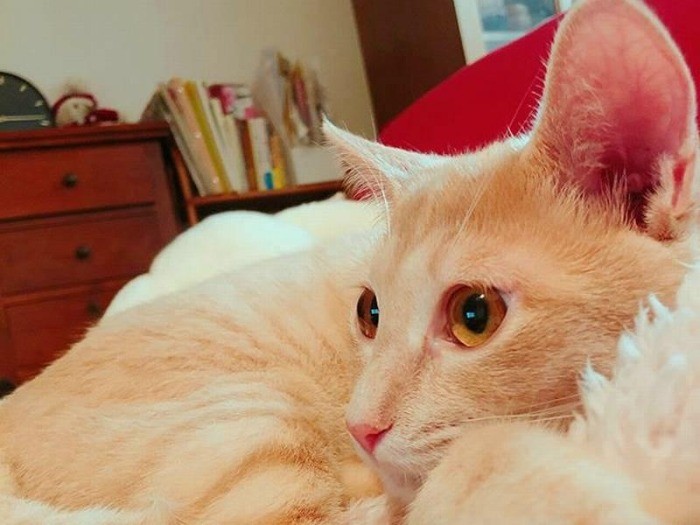 美しい毛色のロイ王子