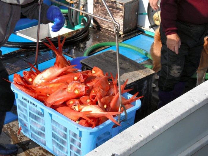 水揚げされたキンメダイ=2018年11月30日午後2時2分、高知県奈半利町の加領郷漁港、笠原雅俊撮影
