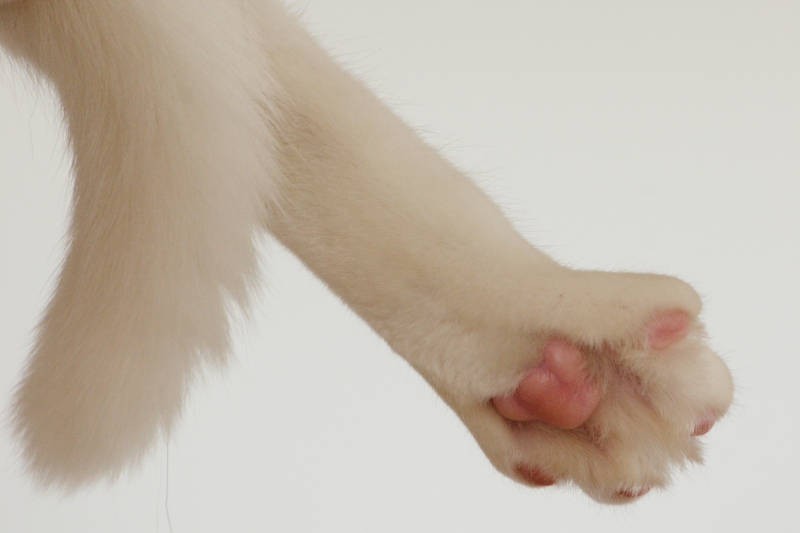 寝ているときに、ちょっと開いちゃっているのも、なんともいとおしい