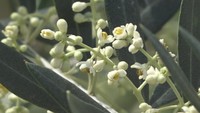 小豆島で初夏の香り “香川県の花”オリーブが例年より1週間ほど早く開花