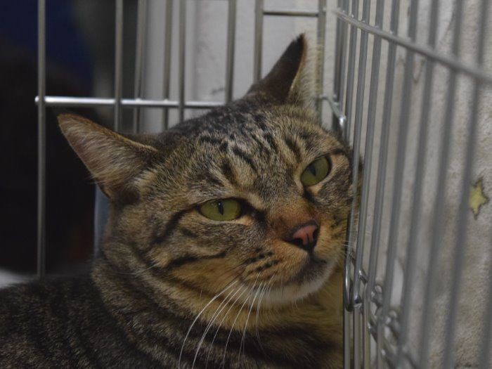 飼い主が決まるのを待つ保護猫