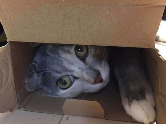 箱からチラッ。しぐさが何とも可愛いソフィ(坂本さん提供)