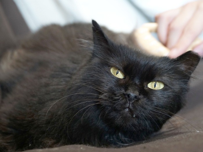 日々の手入れは、コミュニケーション代わりにも