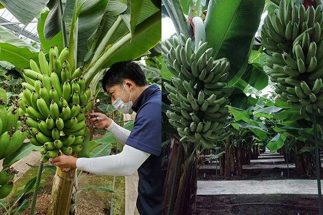 日本野菜ソムリエ協会 ネクストファーム