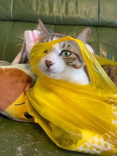 ジャッキーはビニールがお好き?