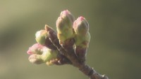 “桜”開花宣言は…「岡山さくらカーニバル」の中止を知らせる看板が設置