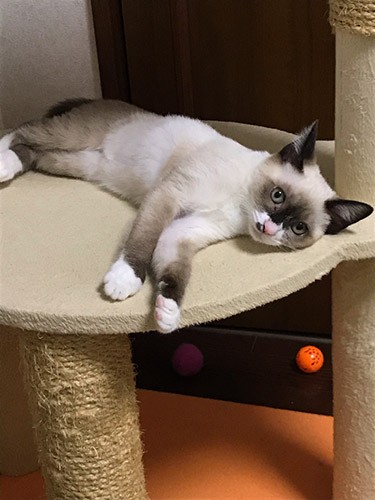 今年7月、お腹をすかせて勝手口で鳴いていたキヌも仲間入り(陽子さん提供)