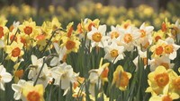 春の陽気にゆれるフリル♪国営讃岐まんのう公園でスイセン20万本が見頃 香川