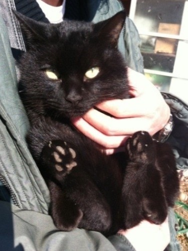 パパが独身時代に迎えた「くろ」。黒猫に憧れたのね(河野さん提供)