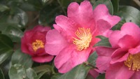 冬の訪れを告げる花 色鮮やかなサザンカが見頃 香川・さぬき市