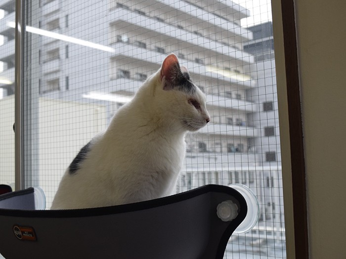 保護猫カフェ「ヘミングウェイ」でくつろぐ猫