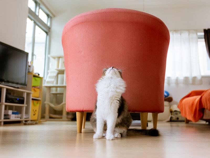 首回りフッサフサ!