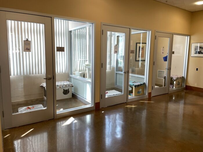 「保護猫エリア」。広い個室はボランティアさんたちによって清潔に保たれている