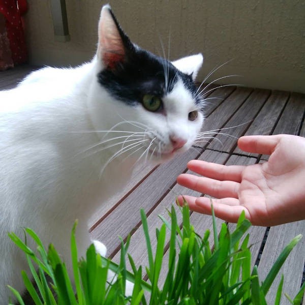 猫の草がお気に入り