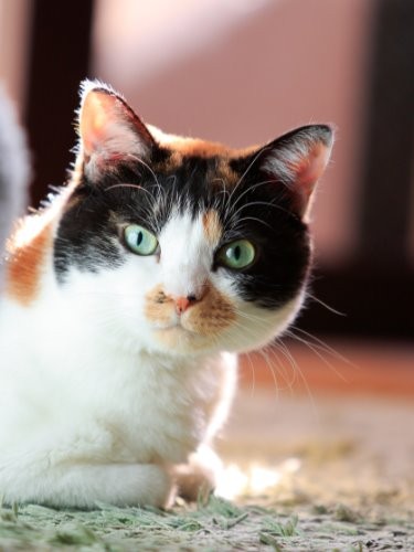 美しいレデイに成長したドイ家のれい(ケニア・ドイ撮影)