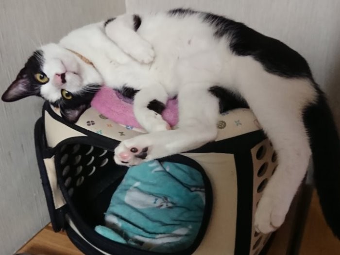 キャリーバッグの上でくつろぎ中