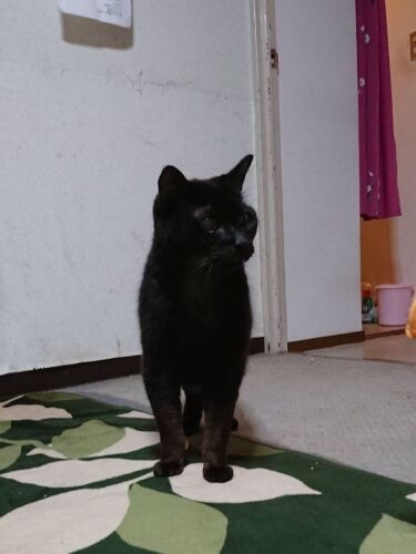 この家にきて21年半、一度も引っ越しはなし。まさに住み慣れた家で、白内障になって少し見えづらくなったとしても、間取りはすべて頭の中に(恵子さん提供)