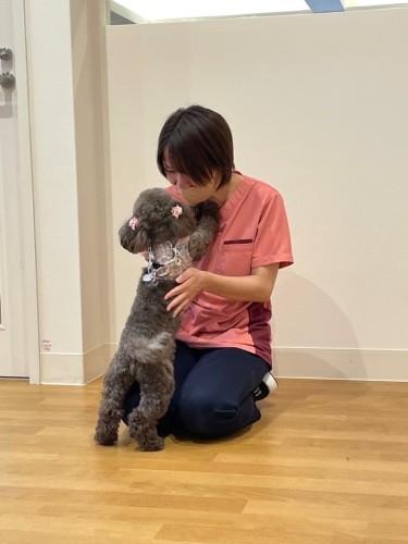 トイ・プードルの「モカ」ちゃん。施設内のトリミングサロンで、かわいくカットしてもらっている(南さん提供)