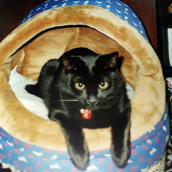 紅一点ならぬ黒一匹、家族にも愛されてきました(恵子さん提供)