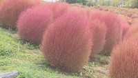 国営讃岐まんのう公園のコキアが紅葉 3連休には真っ赤になる見込み 香川