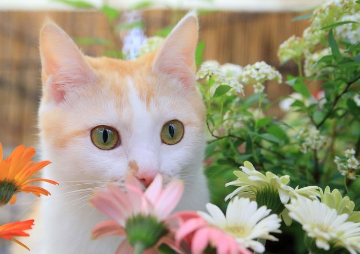 (c)Photographe ikuyo