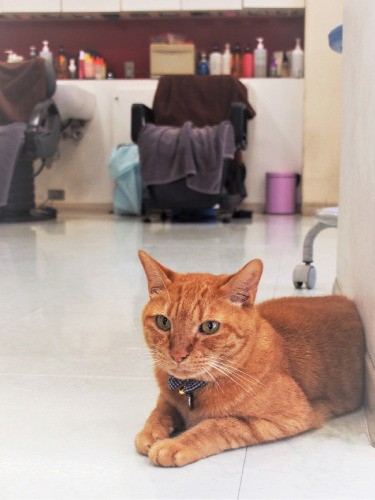 いろんな子猫がやってきては、卒業していった