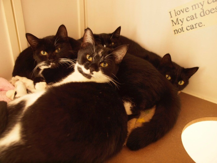 今村さんの自宅で、ほかの姉妹猫と暮らしていた頃(今村友美さん提供)