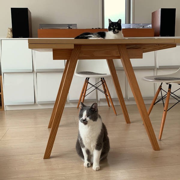 リビングに慣れてきた2匹