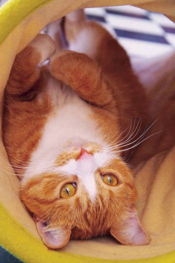 手足のたたみ具合も、ヘソ天のステキさを演出する要素のひとつ