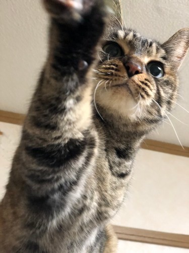 残される6匹のうちのまいちゃん。元気いっぱい!