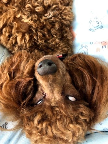 白目がみえてるよー (提供写真)