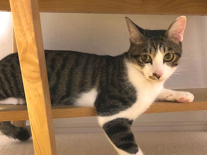 イケメンに育った雷蔵くん