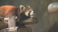 厳しい暑さで「氷」の注文が急増 動物園も熱中症対策 岡山
