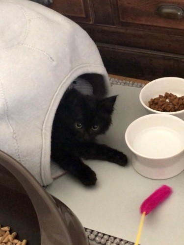 家に来た翌朝。(前の晩はハウスに入っていたが)オモチャに反応し、このあとご飯を食べてうんちもできました(亜実さん提供)