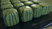 ユニークな形が人気「四角スイカ」が農産品の保護制度に登録 香川・善通寺市