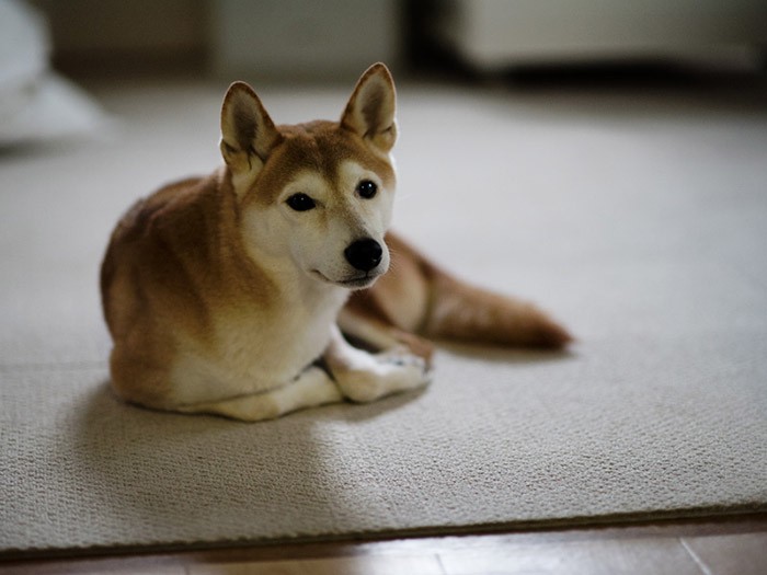 「こんにちは、柴犬の幸太です」(小林写函撮影)