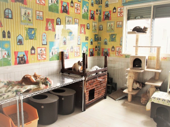 彩の猫代表の堀口さん宅の明るく清潔な保護猫部屋