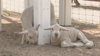 ドイツの森でヒツジの赤ちゃん2匹誕生 今だけの愛らしい姿が人気 岡山・赤磐市