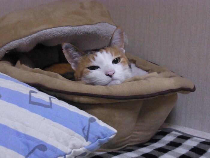 祐子さんが1階でテレビを見ていると「早く2階で寝よう!」と言ってきて、無視してテレビを見続けていたら怒ってひとりで2階へ行ってしまったちびちゃん。テレビが終わって不満そうな顔で見ていた(祐子さん提供)