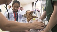 動物愛護フェスティバル ふれあいコーナーや獣医さんの診療模擬体験 高松市