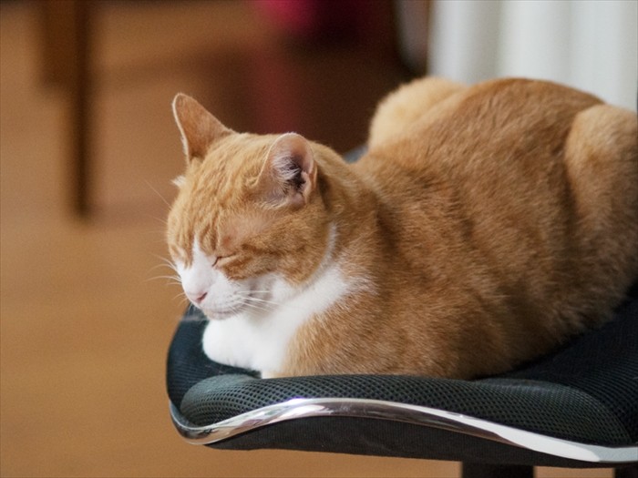 「僕はこうしているだけで役に立っているようだ」(小林写函撮影)