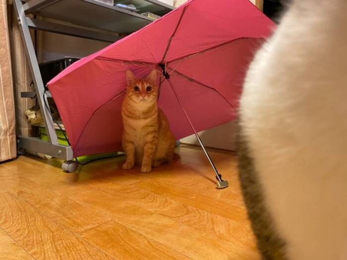 雨宿り?するきなこ