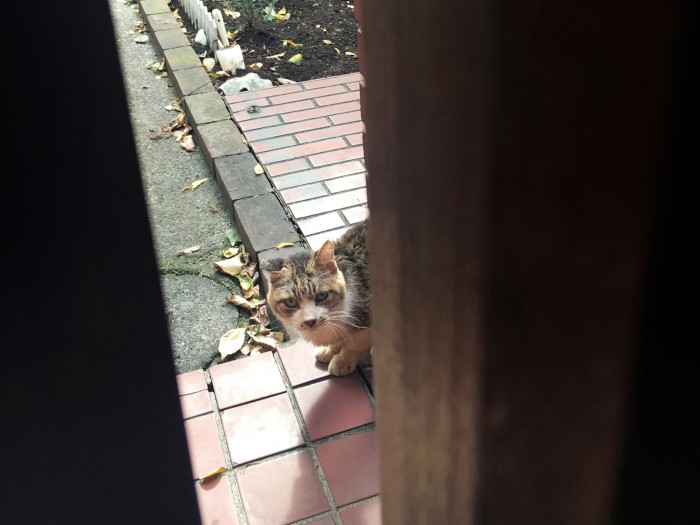 おはよう、ごはんください