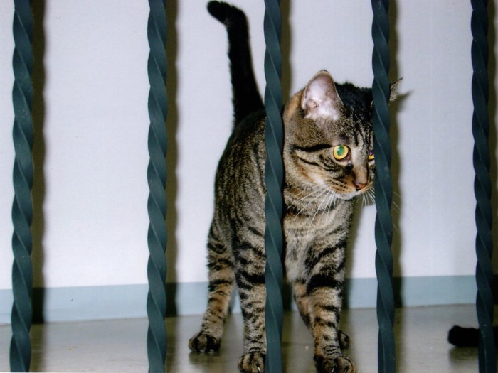 優しくてかっこいいプーさん