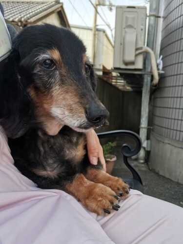 お外で車や人の往来を見るのが好きだった。「大型トラックに向かって、よくほえていました(笑)」(小原さん提供)