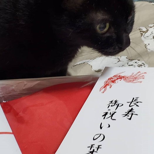 間違えて買った人間用のちゃんちゃんこに対し、「人間用着てみたいです…イヌオちゃんも赤が似合いますね」と優しいコメントが