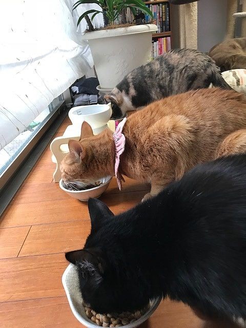 先住のさくら(奥)、フクと仲良くもぐもぐタイム(綾子さん提供)