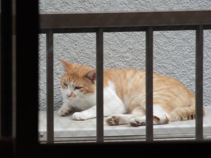 「このエアコンの室外機、最近ガタガタ雑音を立てるんだって」(小林写函撮影)