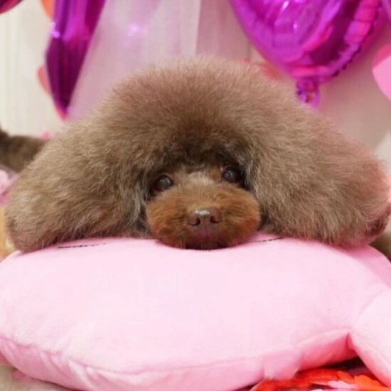koko